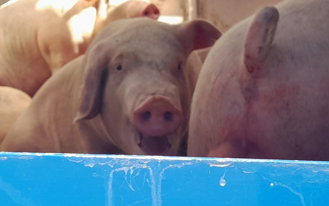 Heat-Stressed Pigs – Aotearoa’s inadequate animal welfare laws