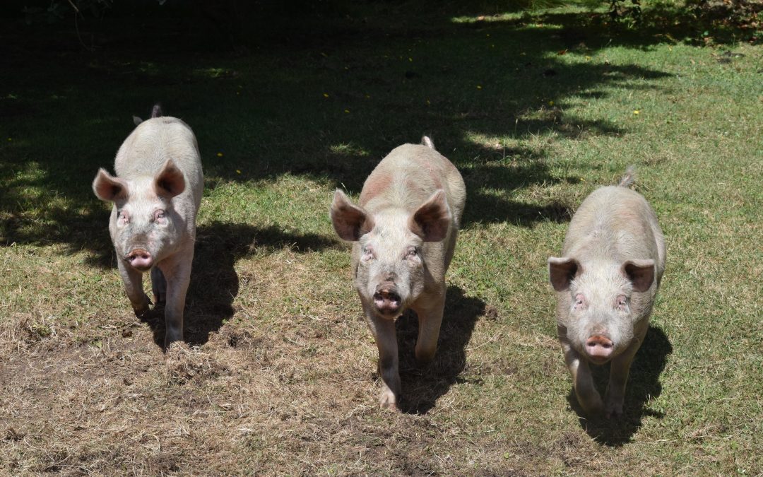 NEW STUDY LINKS PIG GRUNTS, OINKS AND SQUEALS TO EMOTIONS
