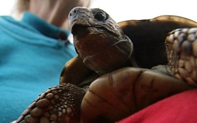 Famous Tortoise Survivor of World War I Celebrates 106 Years in New Zealand