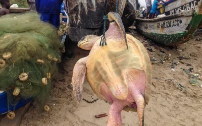 Over Half The World’s Turtles At Risk Of Extinction