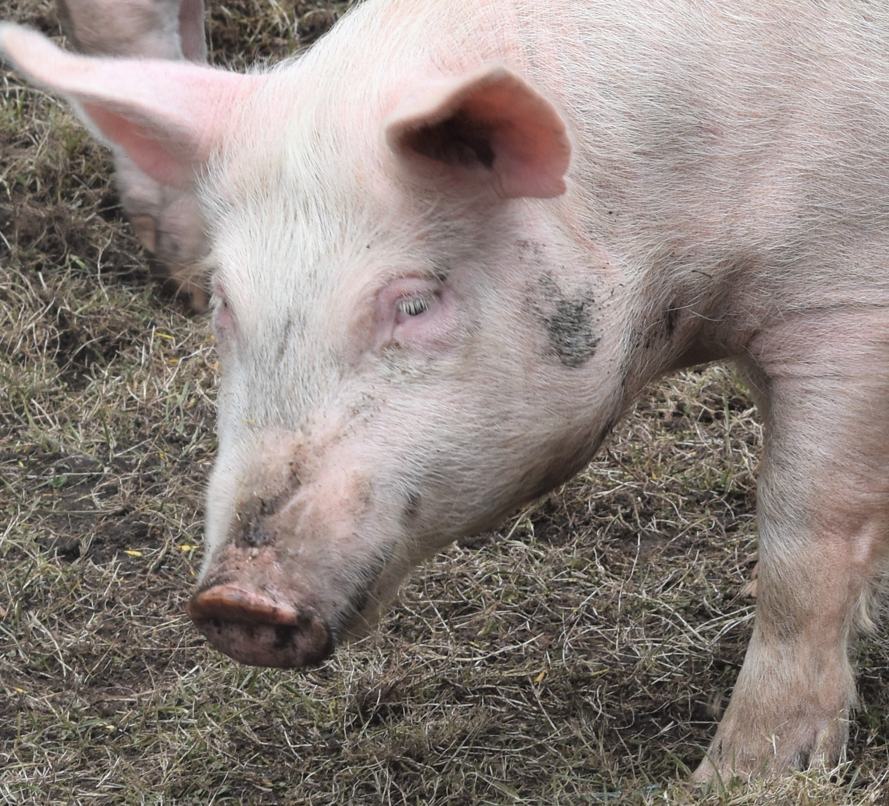 Cows understand 'Cow', Pigs understand 'Pig' - May Safely Graze