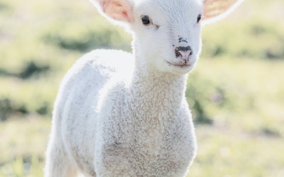 ‘A Lamb To Slaughter’ – Short Story by Lily Carrington
