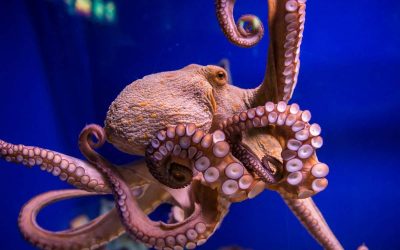 ‘Evolution Built Minds Twice Over’ – The Amazing Octopus